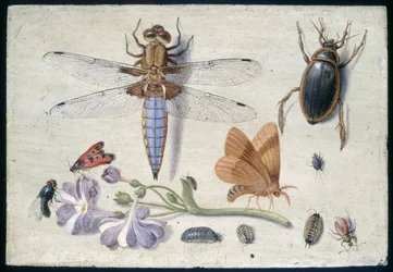 Ein Maikäfer, ein Käfer, Asseln und andere Insekten mit einem Aurikelzweig, frühe 1650er Jahre